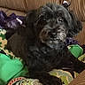 animal, black_dog, blanket, bow, closeup, comfort, companion, couch, cozy, cute, dog, domestic, fur, furniture, home, indoor, pet, portrait, relaxing, resting