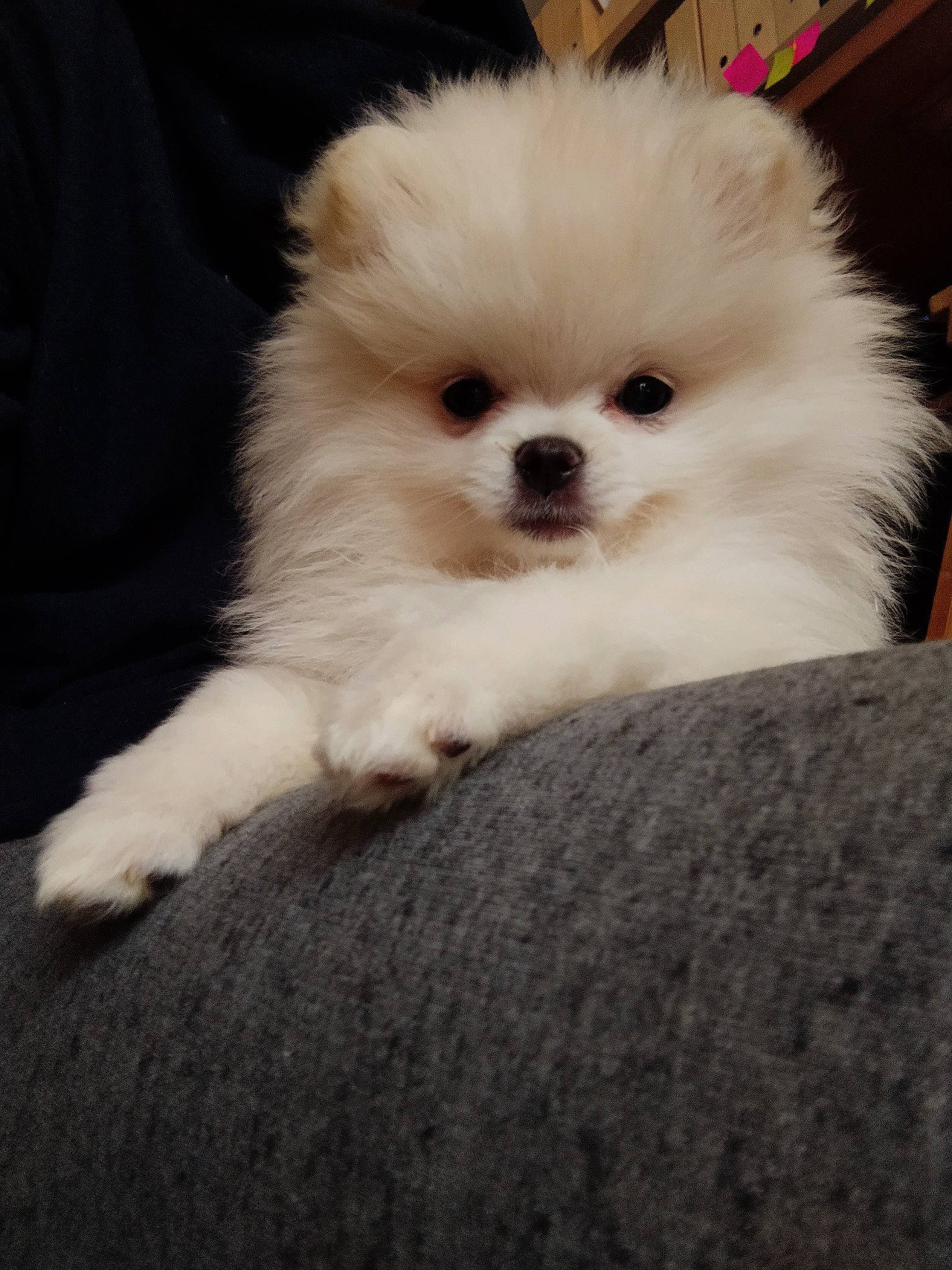 Gaby participe au concours pour gagner de l'argent avec cette photo : canidae, carnivore, companion_dog, dog, dog_breed, eye, fawn, fur, german_spitz_klein, german_spitz_mittel, maltepoo, non_sporting_group, puppy, snout, spitz, sporting_group, toy_dog, volpino_italiano, whiskers, working_animal