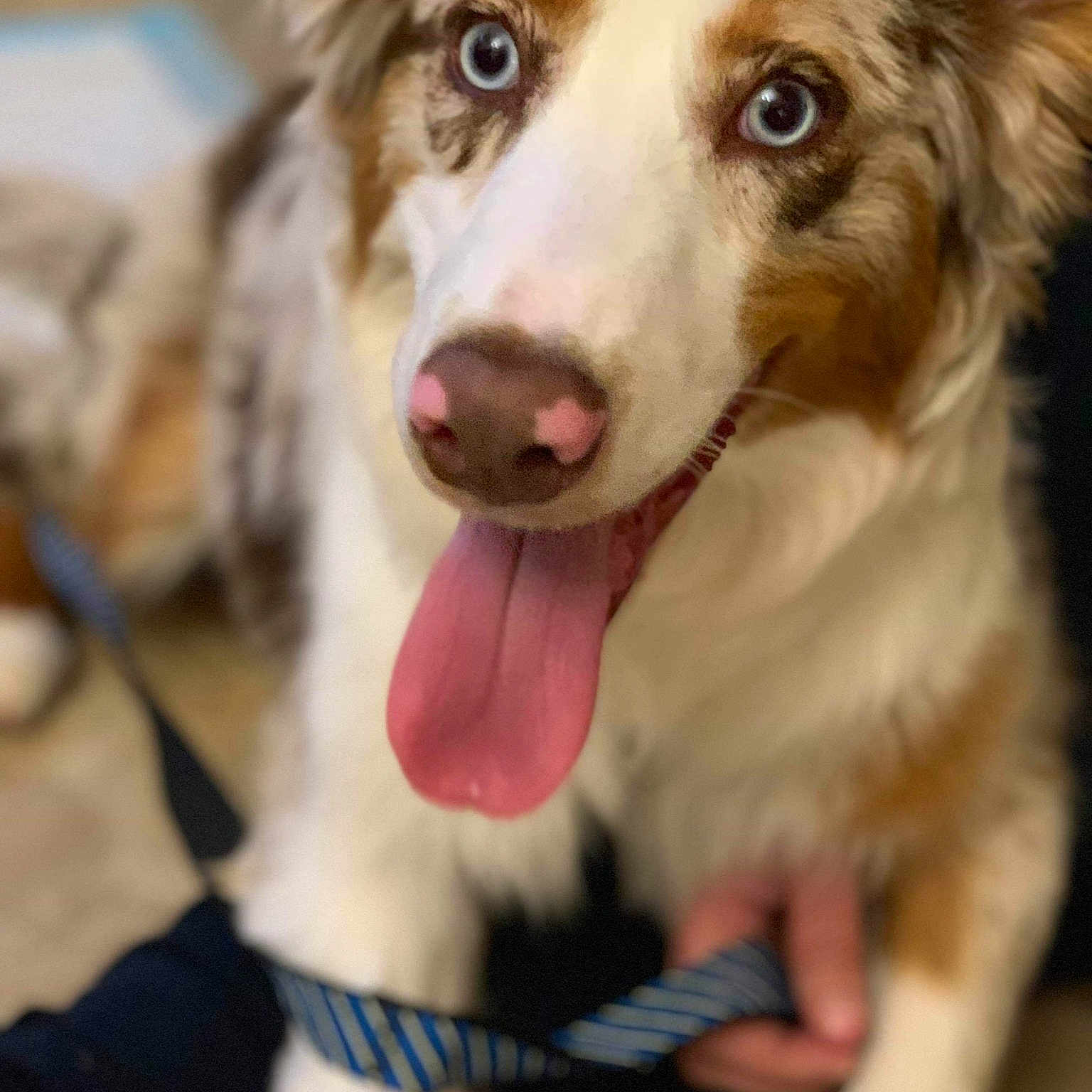 Luke joined the competition — help win amazing prizes! australian_collie, australian_shepherd, basque_shepherd_dog, border_collie, canidae, carnivore, dog, dog_breed, herding_dog, mammal, miniature_australian_shepherd, nose, rare_breed_dog, scotch_collie, smile, snout, sporting_group, vertebrate, welsh_sheepdog, working_dog