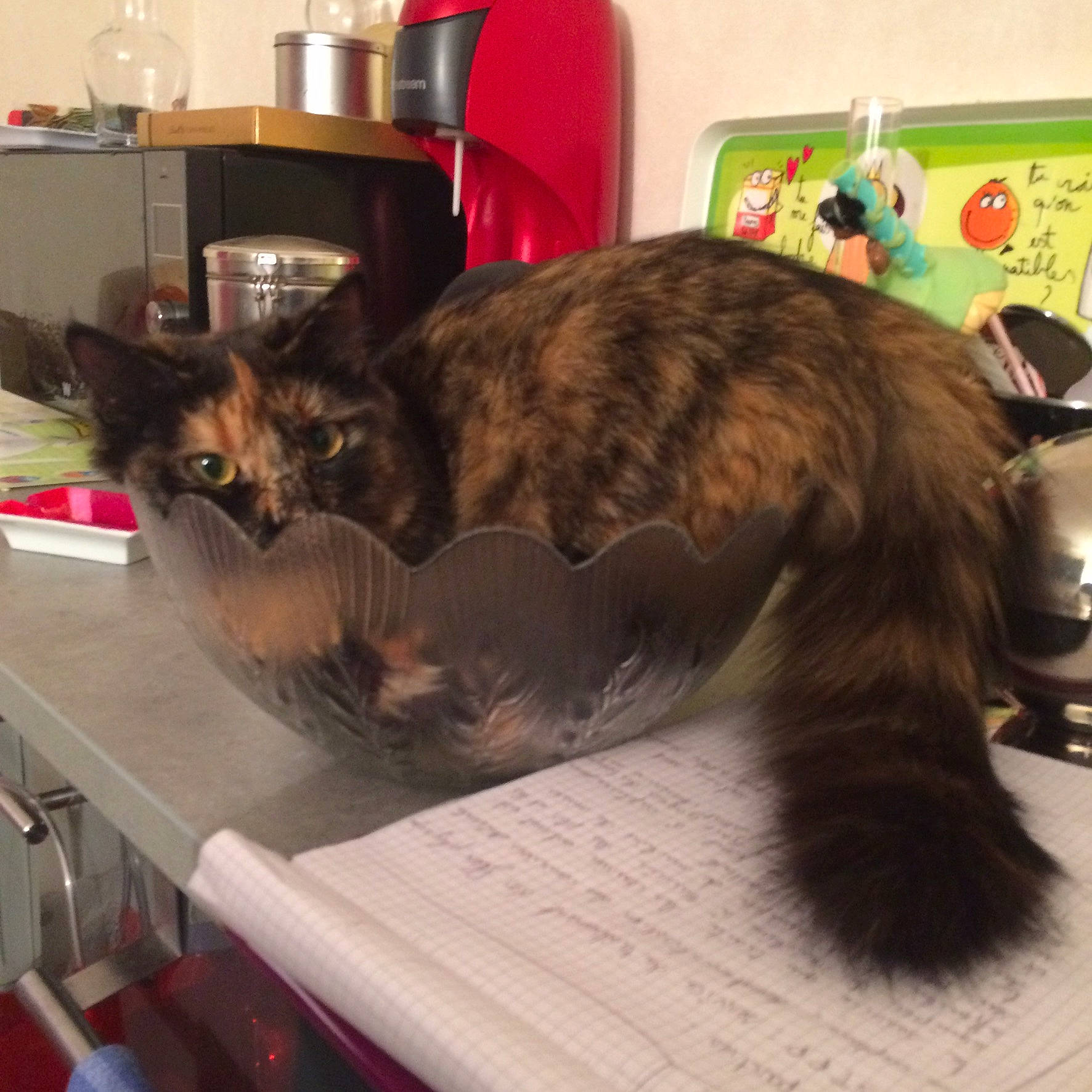 Rihanna a rejoint le concours — aidez-le/la à gagner de superbes lots ! carnivore, cat, claw, comfort, domestic_short_haired_cat, felidae, fur, paw, picture_frame, plant, room, small_to_medium_sized_cats, table, tableware, tail, whiskers