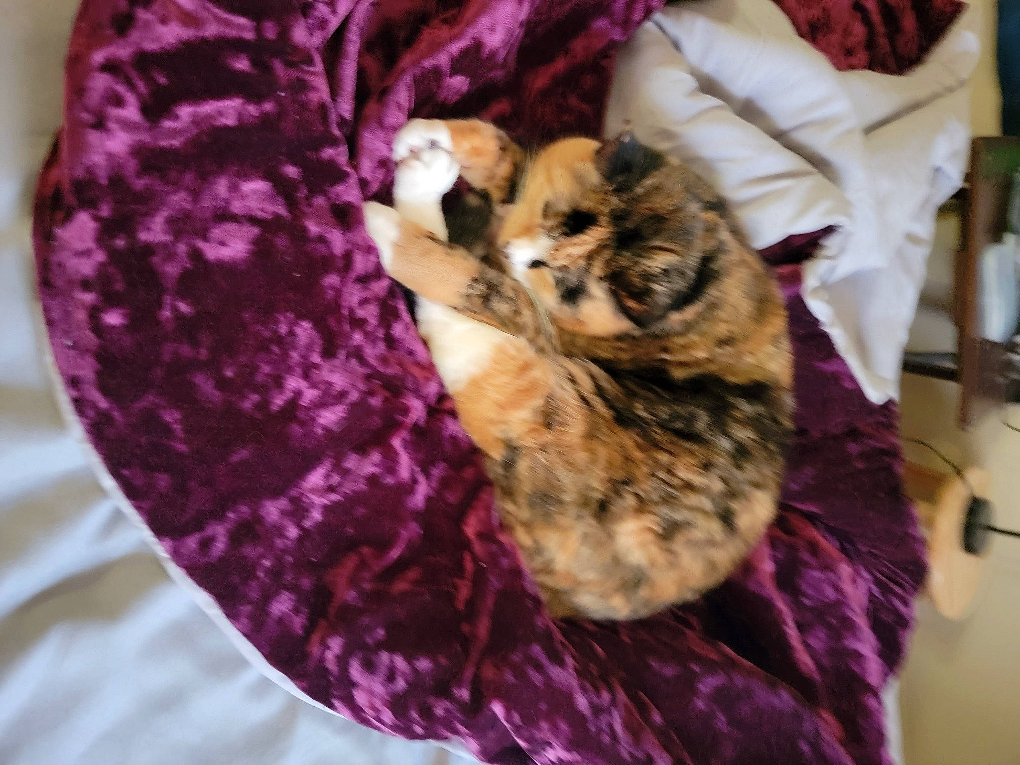 Rose is registered to the contest to win money with this photo: bed, carnivore, cat, comfort, companion_dog, dog_breed, domestic_short_haired_cat, fawn, felidae, fur, linens, magenta, pink, purple, sleeve, small_to_medium_sized_cats, sporting_group, tail, textile, whiskers