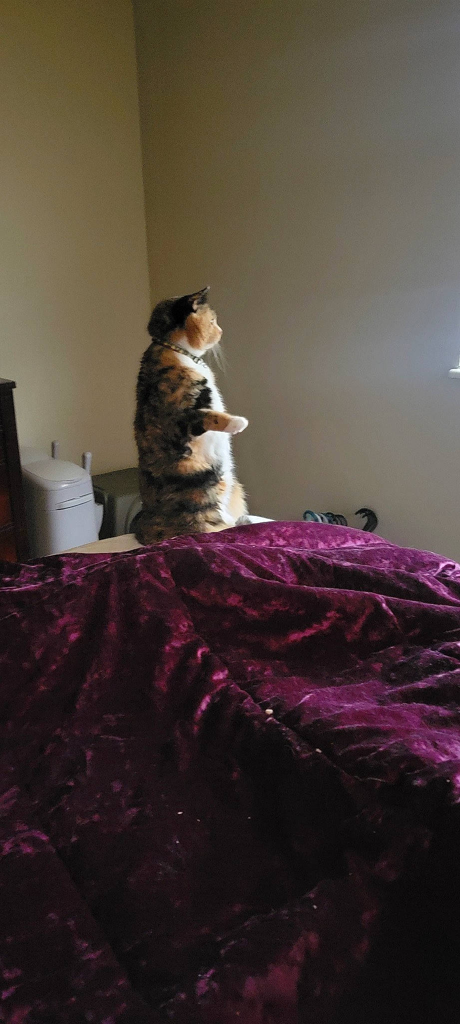 Rose joined the competition — help win amazing prizes! bed, bedding, bedroom, carnivore, cat, comfort, event, fashion_design, felidae, flooring, formal_wear, fur, grey, linens, paper_towel, purple, shoulder, small_to_medium_sized_cats, textile, wood