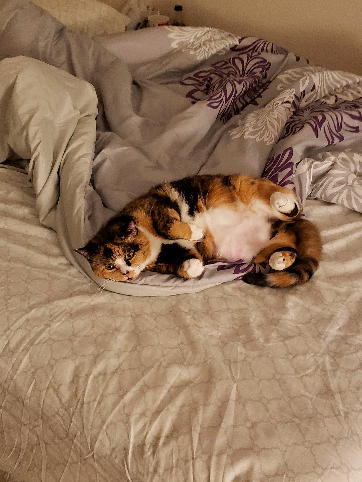 Rose joined the competition — help win amazing prizes! bed, bedding, brown, canidae, carnivore, cat, comfort, companion_dog, couch, dog_breed, domestic_short_haired_cat, fawn, felidae, fur, linens, small_to_medium_sized_cats, sporting_group, tail, whiskers, wood