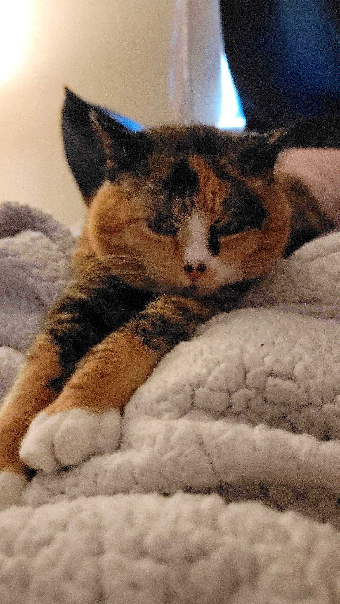 Rose joined the competition — help win amazing prizes! bed, carnivore, cat, cat_supply, claw, comfort, domestic_short_haired_cat, fawn, felidae, fur, linens, mammal, nap, paw, sleep, small_to_medium_sized_cats, snout, tail, vertebrate, whiskers