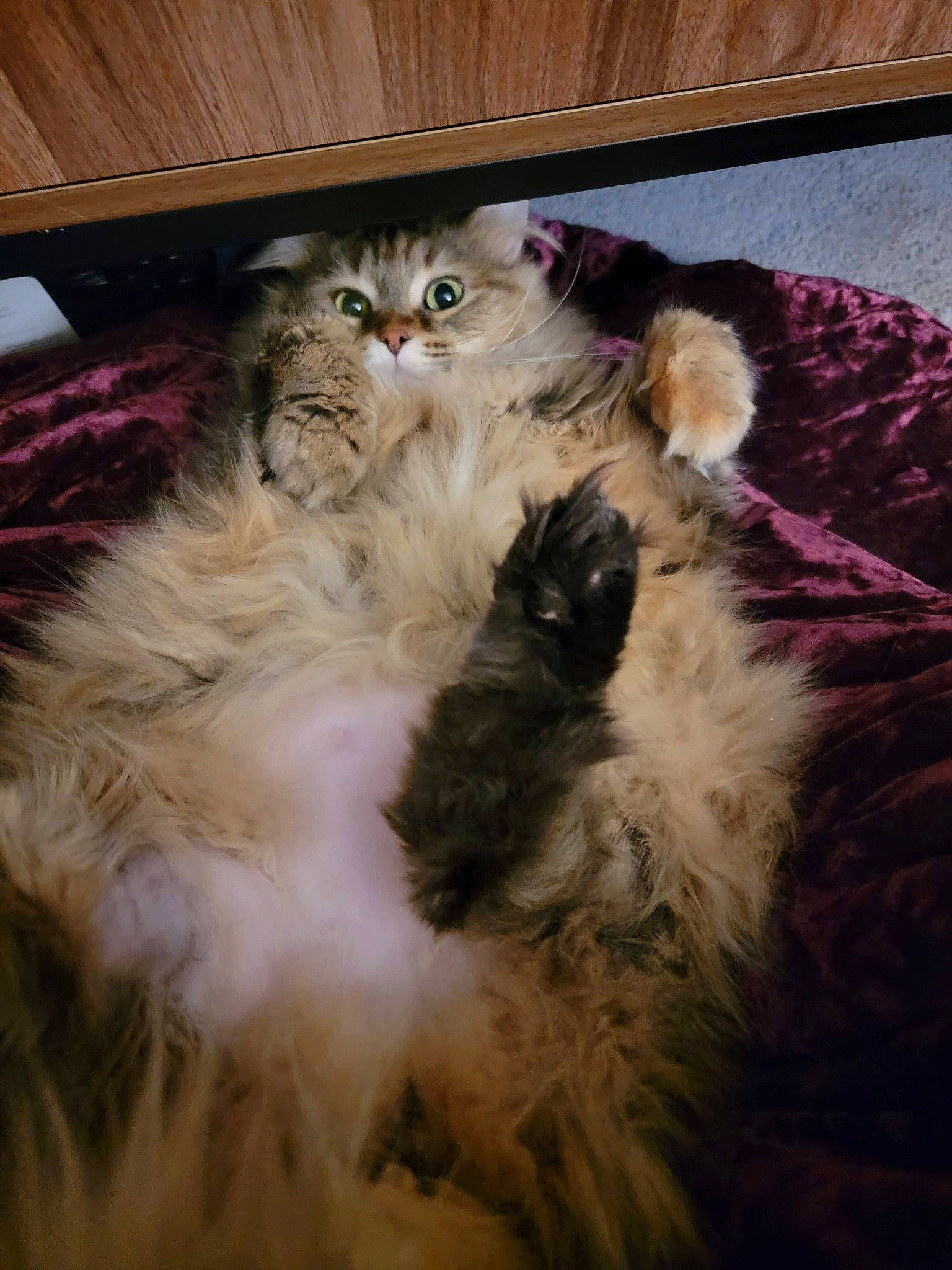 Callie is registered to the contest to win money with this photo: british_longhair, carnivore, cat, claw, comfort, fawn, felidae, fur, hardwood, iris, paw, ragdoll, small_to_medium_sized_cats, snout, tail, terrestrial_animal, whiskers, wood