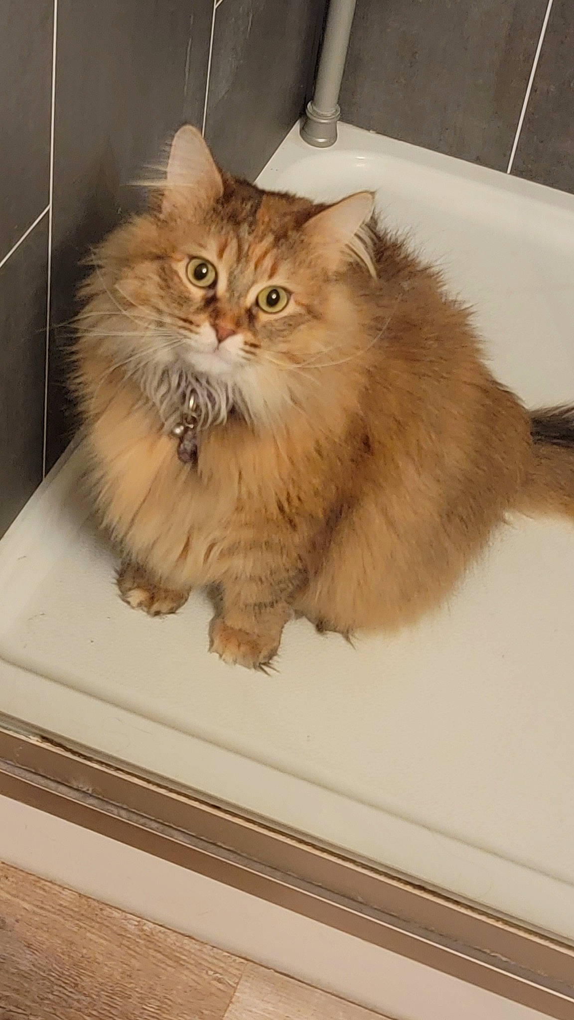 Callie joined the competition — help win amazing prizes! box, british_longhair, carnivore, cat, fawn, felidae, fur, persian, ragdoll, small_to_medium_sized_cats, snout, tail, terrestrial_animal, whiskers, wood