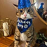 bandana, birthday_hat, brown_wall, candle, candle_holder, cat, close_up, festive, green_plant, home_decor, indoor, looking_at_camera, mirror, mirror_reflection, party, paws, sparkly, tabby_cat, whiskers, wooden_table