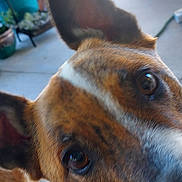 Sammy is registered to the contest to win money with this photo: animal, background, brown, canine, close_up, curious, dog, ears, eyes, face, floor, furniture, home, indoor, pet, plants, portrait, shelf, whiskers, white