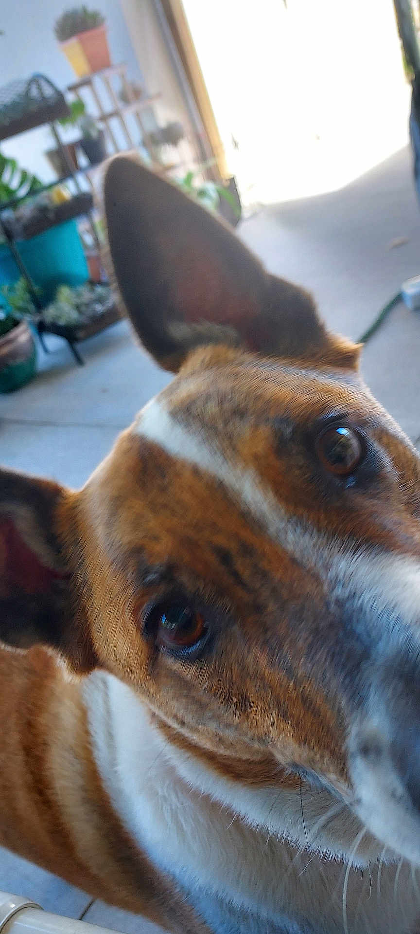 Sammy