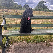 Olive joined the competition — help win amazing prizes! dog, black_dog, bench, park, grass, cloudy_sky, outdoor, pet, tongue_out, happy, collar, nature, fence, field, trees, canine, animal, daytime, fur, sitting