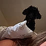 dog, black_dog, curly_hair, pillow, floral_pattern, person, hair, shoulder, indoor, bedroom, ceiling, blanket, pet, animal, cozy, resting, closeup, soft_lighting, background, home