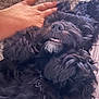 Olive is registered to the contest to win money with this photo: dog, black_dog, fluffy, pet, lying_down, smiling, teeth, hand, nails, striped_nails, blanket, cozy, relaxed, fur, cute, animal, domestic_animal, paw, resting, indoor