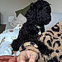 Olive joined the competition — help win amazing prizes! dog, black_dog, curly_fur, pet, indoor, couch, blanket, pillow, hand, fleece_jacket, animal, companion, cozy, relaxed, sitting, looking_away, home, living_room, collar, cute