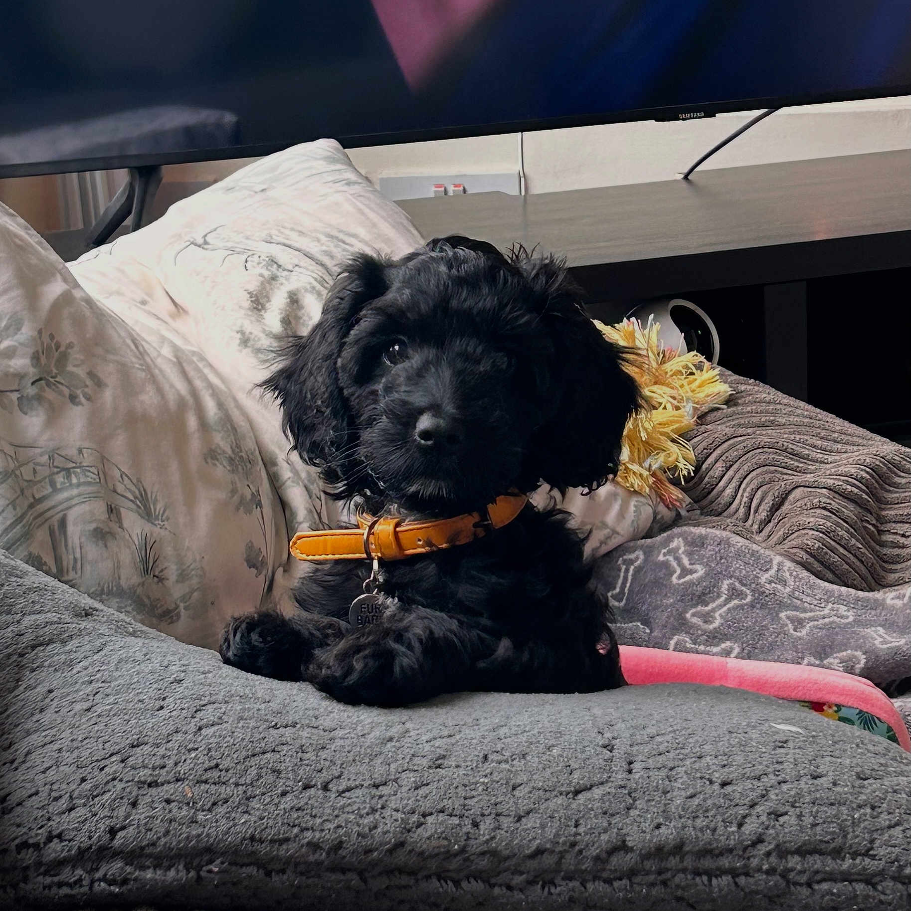 Olive is registered to the contest to win money with this photo: dog, puppy, black_fur, collar, orange_collar, blanket, couch, indoor, pet, curly_fur, cute, resting, cozy, home, living_room, table, television, fur, animal, relaxed
