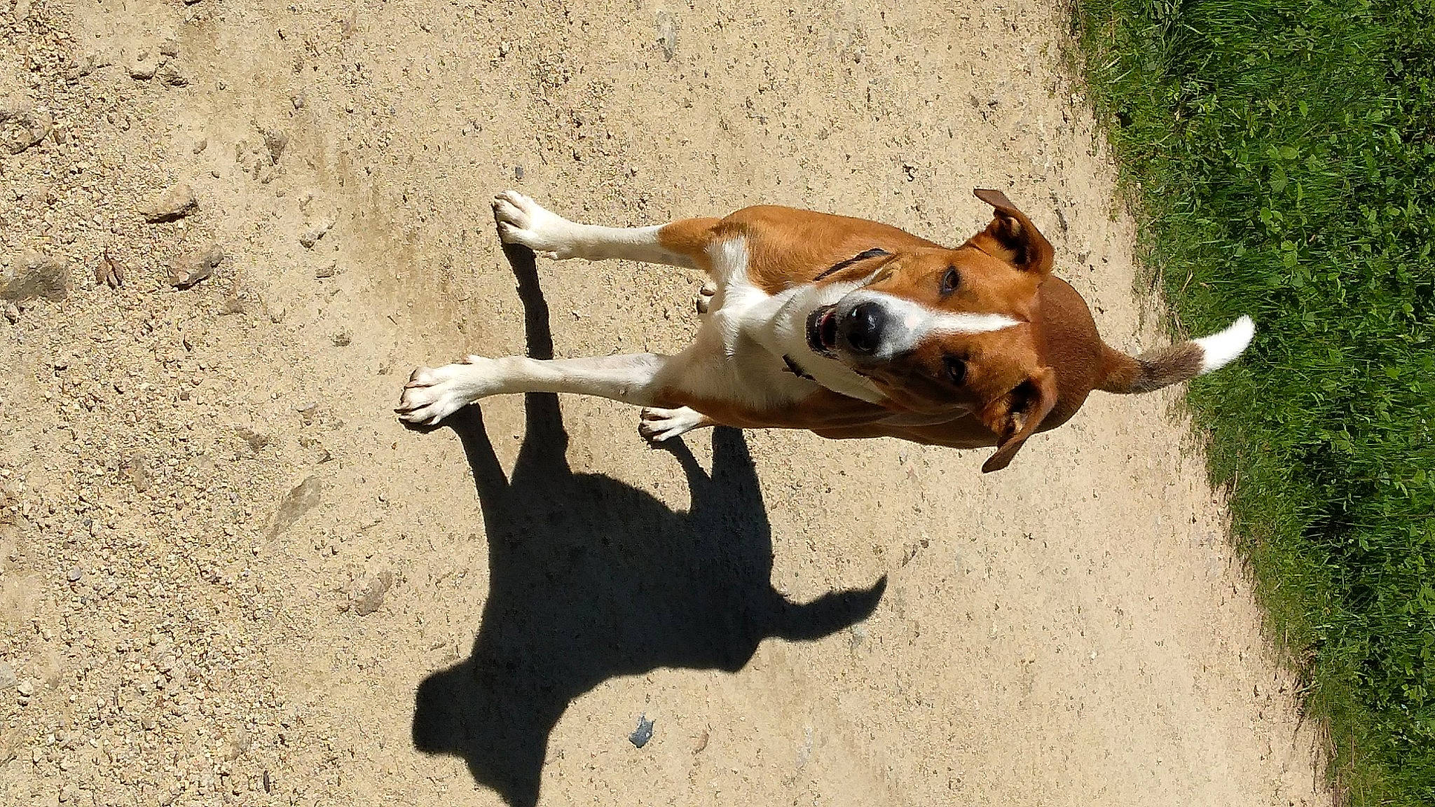 Tay a rejoint le concours — aidez-le/la à gagner de superbes lots ! canidae, carnivore, comfort, companion_dog, dog, dog_breed, dog_supply, fawn, hunting_dog, landscape, non_sporting_group, paw, sand, shadow, snout, soil, sporting_group, tail, terrestrial_animal, wildlife