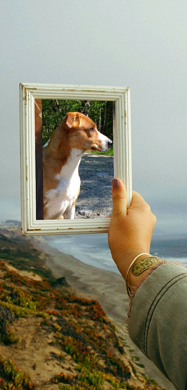 Tay a rejoint le concours — aidez-le/la à gagner de superbes lots ! art, bracelet, canidae, carnivore, companion_dog, dog, dog_breed, door, fawn, gesture, jewellery, lake, sky, sporting_group, tail, travel, water, whiskers, window, wood