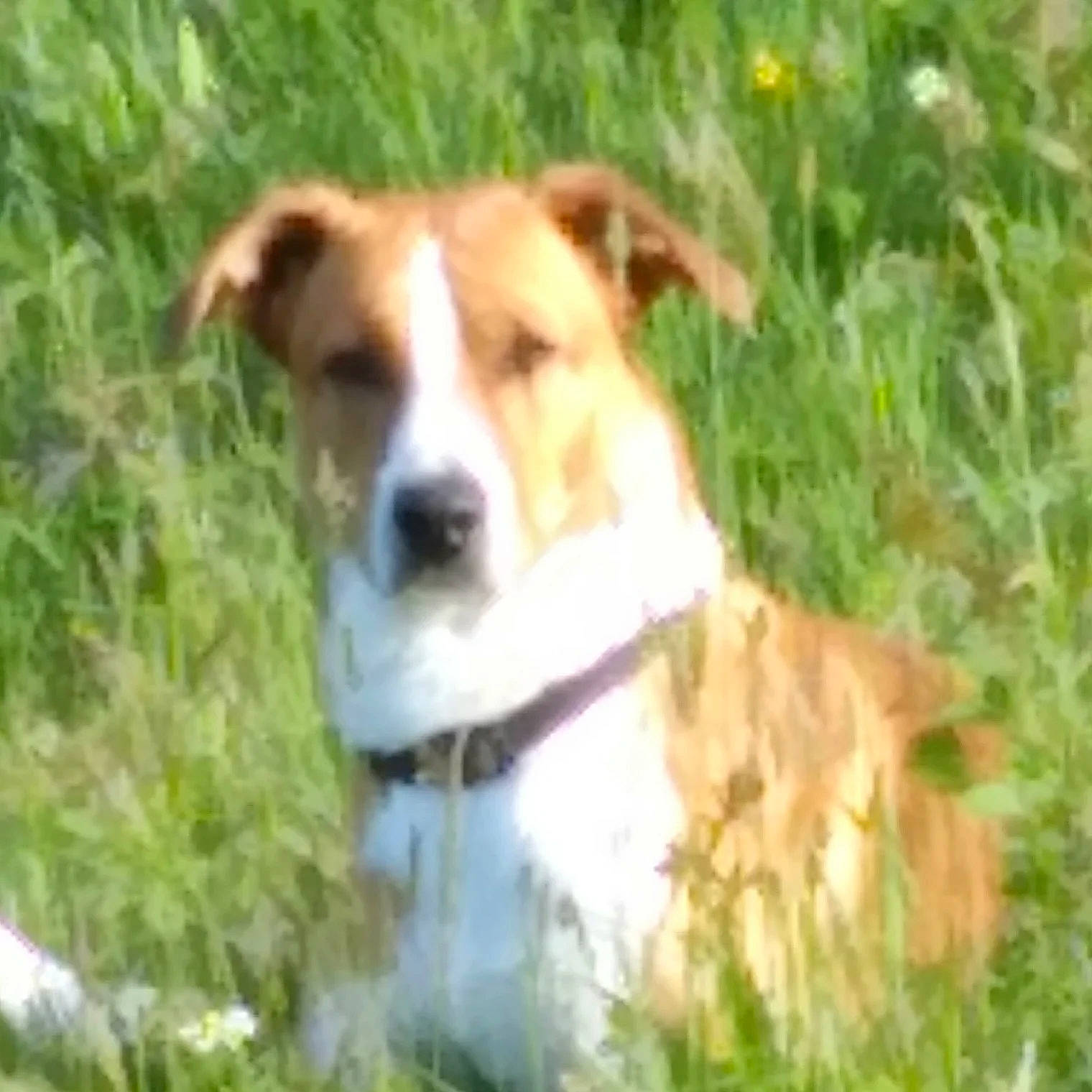 Tay participe au concours pour gagner de l'argent avec cette photo : ancient_dog_breeds, canidae, carnivore, collar, companion_dog, dog, dog_breed, dog_collar, fawn, grass, herding_dog, irishjacks, plant, snout, sporting_group, terrestrial_animal, terrier, whiskers, working_animal, working_dog