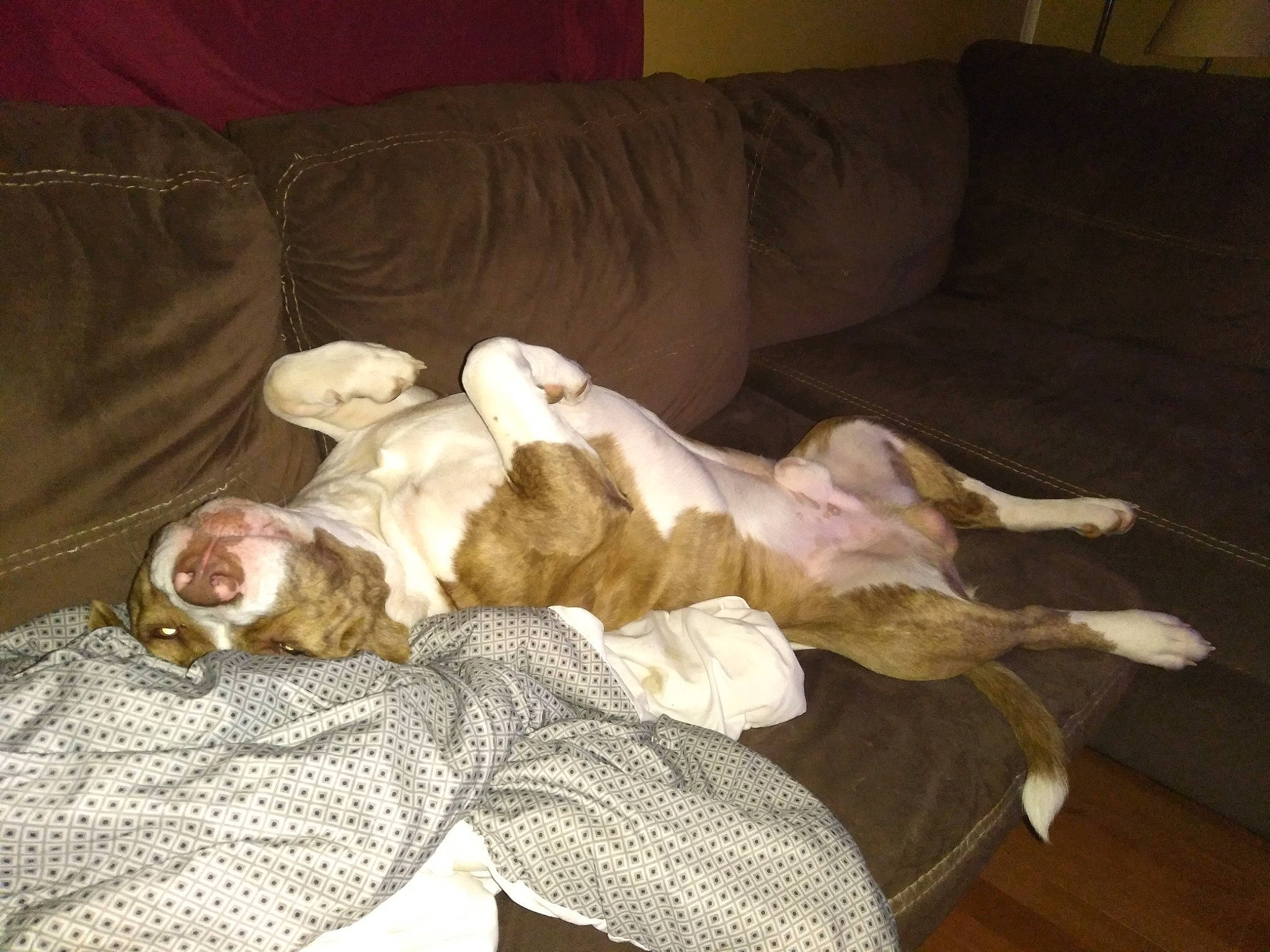 Tank is registered to the contest to win money with this photo: canidae, carnivore, comfort, companion_dog, couch, dog, dog_breed, dog_supply, fawn, flooring, fur, hardwood, nap, paw, small_to_medium_sized_cats, sporting_group, tail, toy_dog, wood, working_animal