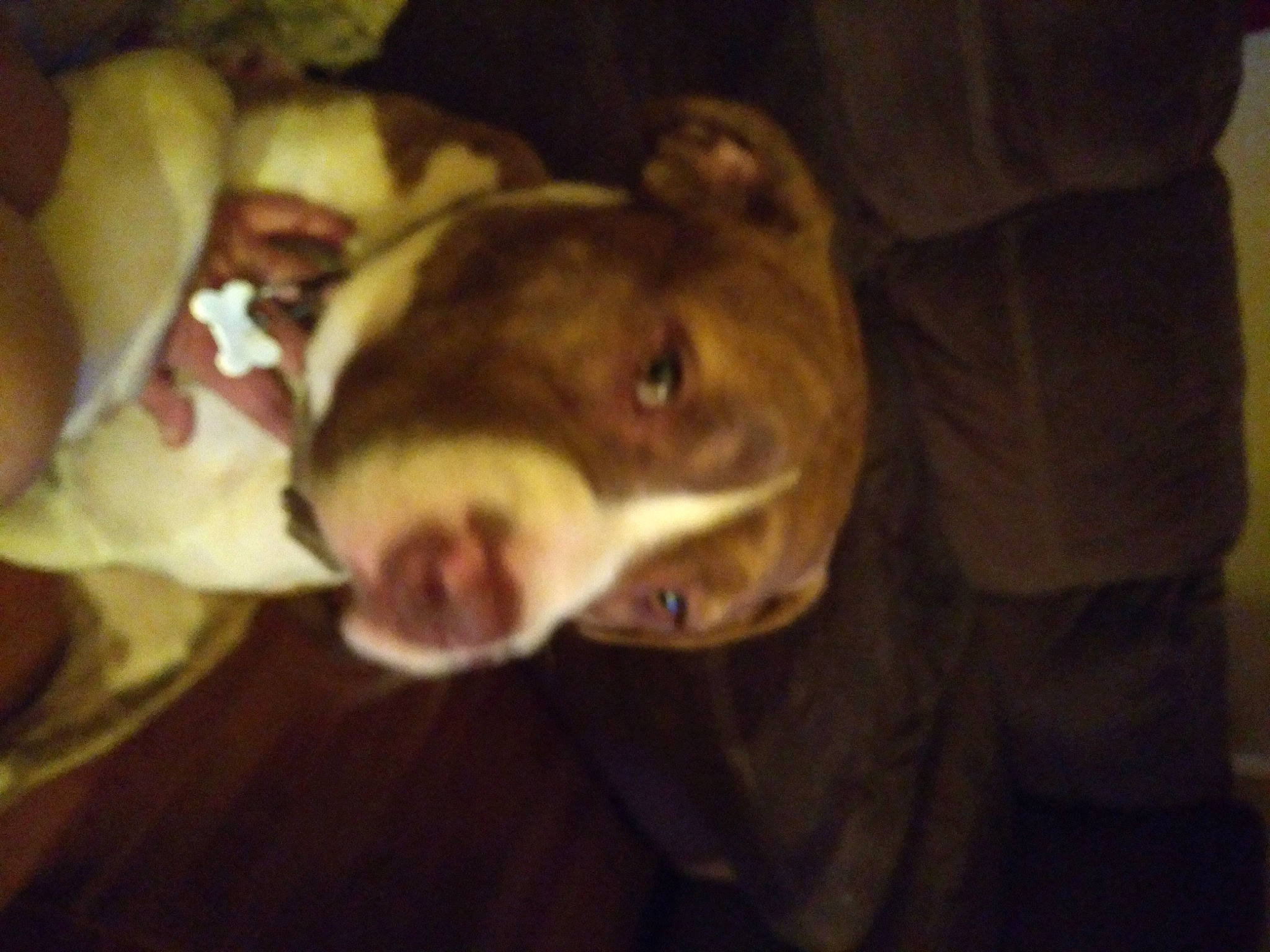 Tank joined the competition — help win amazing prizes! canidae, carnivore, companion_dog, darkness, dog, dog_breed, dog_supply, ear, fawn, fur, liver, natural_material, non_sporting_group, snout, sporting_group, tail, terrestrial_animal, whiskers, wood, working_animal