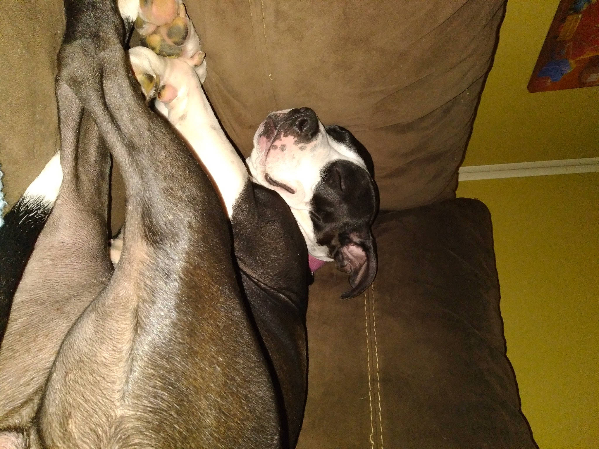 Harley Quinn joined the competition — help win amazing prizes! canidae, carnivore, comfort, companion_dog, dog, dog_breed, ear, fawn, felidae, formal_wear, fur, grey, guard_dog, liver, room, snout, sporting_group, whiskers, working_animal, wrinkle