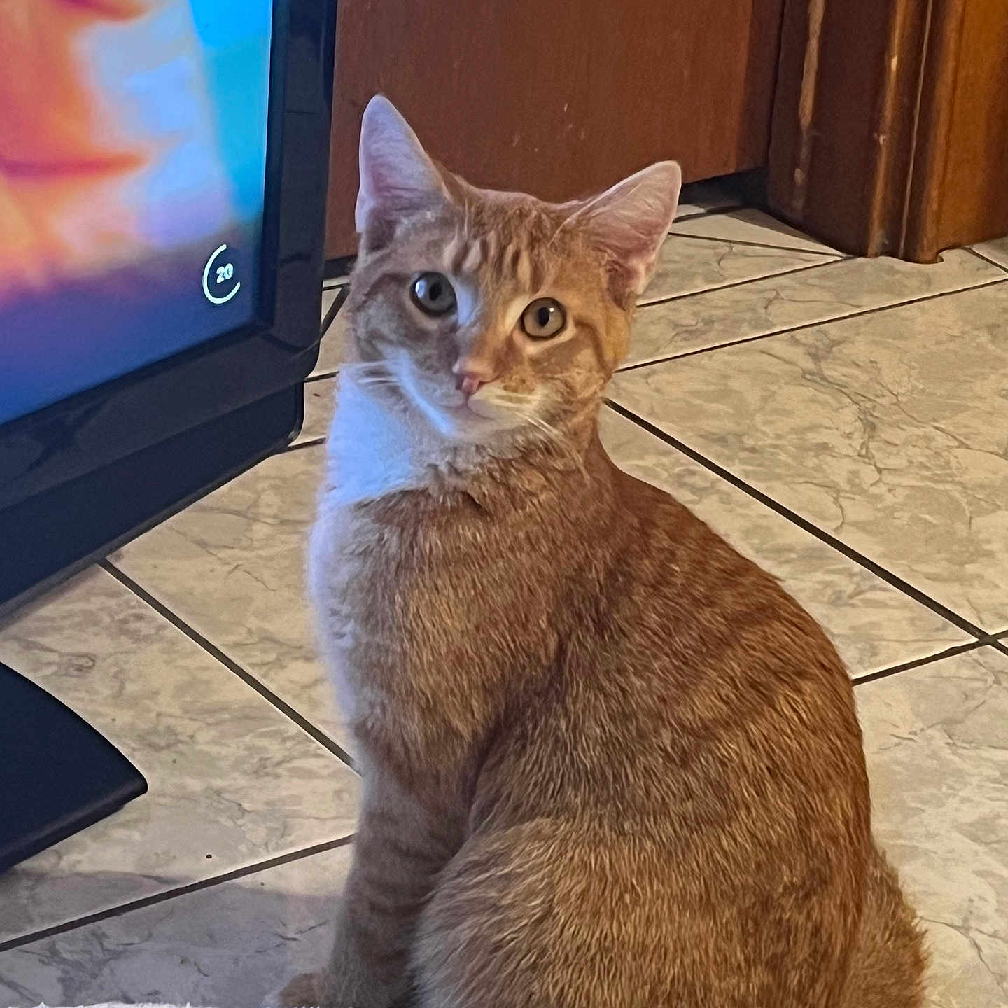 Max is registered to the contest to win money with this photo: animal, cat, curious, domestic, ears, feline, floor, fur, home, indoor, looking_at_camera, orange_tabby, pet, pet_bed, screen, sitting, television, tile, whiskers, wooden_cabinet