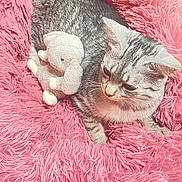 Olympe a rejoint le concours — aidez-le/la à gagner de superbes lots ! cat, tabby_cat, stuffed_animal, plush_toy, pink_blanket, fluffy, pet, feline, cozy, resting, indoor, cute, animal, soft_texture, relaxed, fur, whiskers, toy, bed, comfort