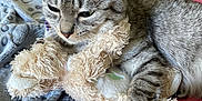 Olympe participe au concours pour gagner de l'argent avec cette photo : cat, tabby_cat, stuffed_toy, plush, blanket, cozy, indoor, pet, fur, animal, cute, sleepy, comfort, resting, claw, paw, soft, texture, colorful, relaxed