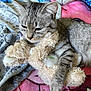 cat, tabby_cat, stuffed_toy, plush, blanket, cozy, indoor, pet, fur, animal, cute, sleepy, comfort, resting, claw, paw, soft, texture, colorful, relaxed