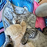 Olympe participe au concours pour gagner de l'argent avec cette photo : cat, sleeping, stuffed_toy, blanket, paw_print, bed, feline, cozy, cute, indoor, resting, pet, fur, tabby, animal, comfort, soft_toy, relaxed, cuddling, home