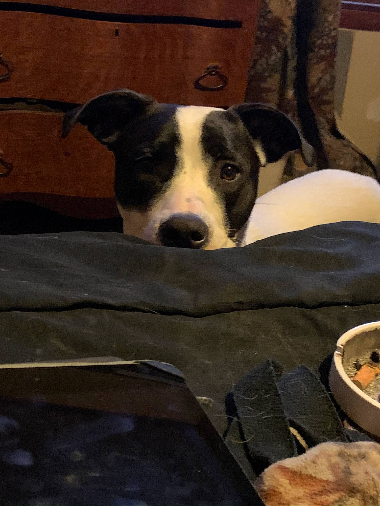 Bailey is registered to the contest to win money with this photo: canidae, carnivore, dog, dog_breed, feist, lurcher, mammal, snout, vertebrate, whippet