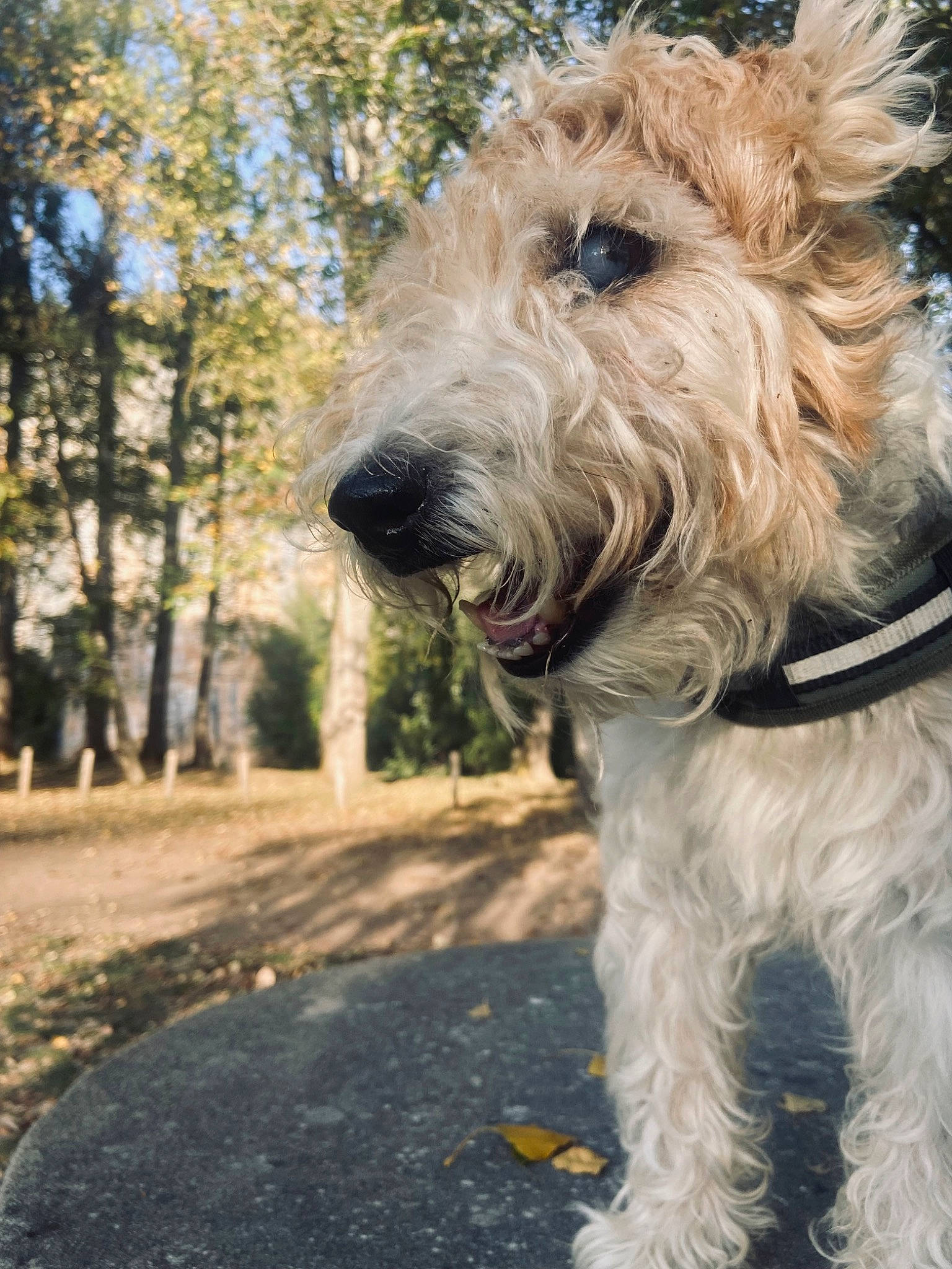 Titou participe au concours pour gagner de l'argent avec cette photo : canidae, carnivore, collar, companion_dog, dog, dog_breed, dog_collar, fur, grass, schnauzer, small_terrier, snout, sporting_group, terrier, tree, water_dog, welsh_terrier, wire_hair_fox_terrier, wood, working_animal