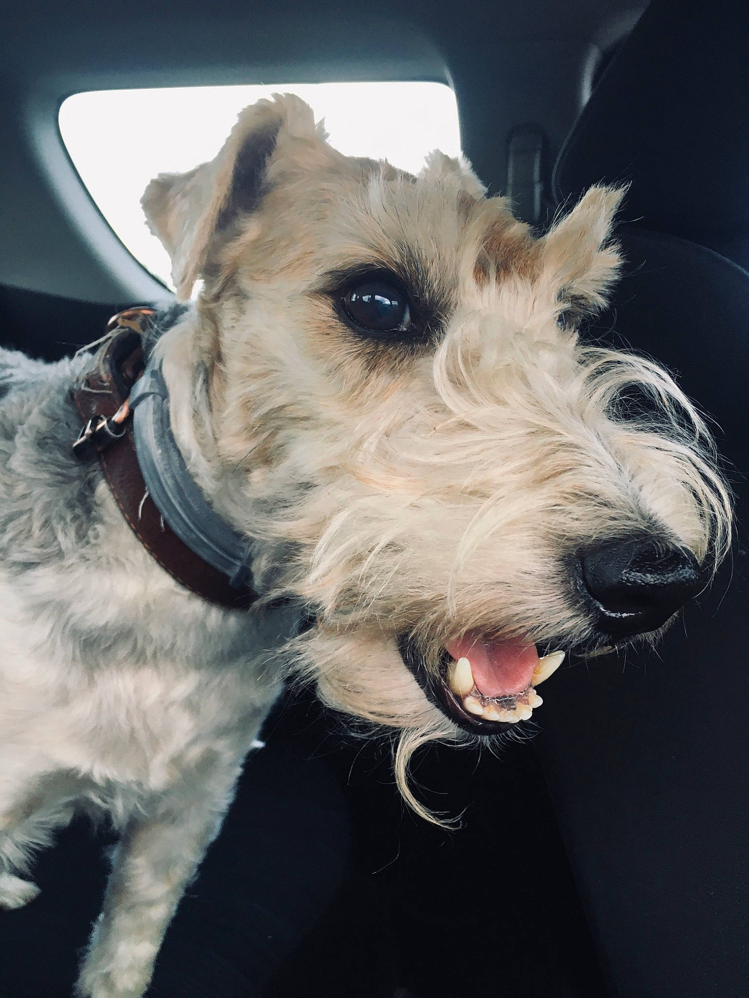Titou a rejoint le concours — aidez-le/la à gagner de superbes lots ! canidae, carnivore, collar, companion_dog, dog, dog_breed, dog_collar, fashion_accessory, fur, leash, non_sporting_group, schnauzer, snout, sporting_group, terrier, whiskers, wire_hair_fox_terrier, working_animal
