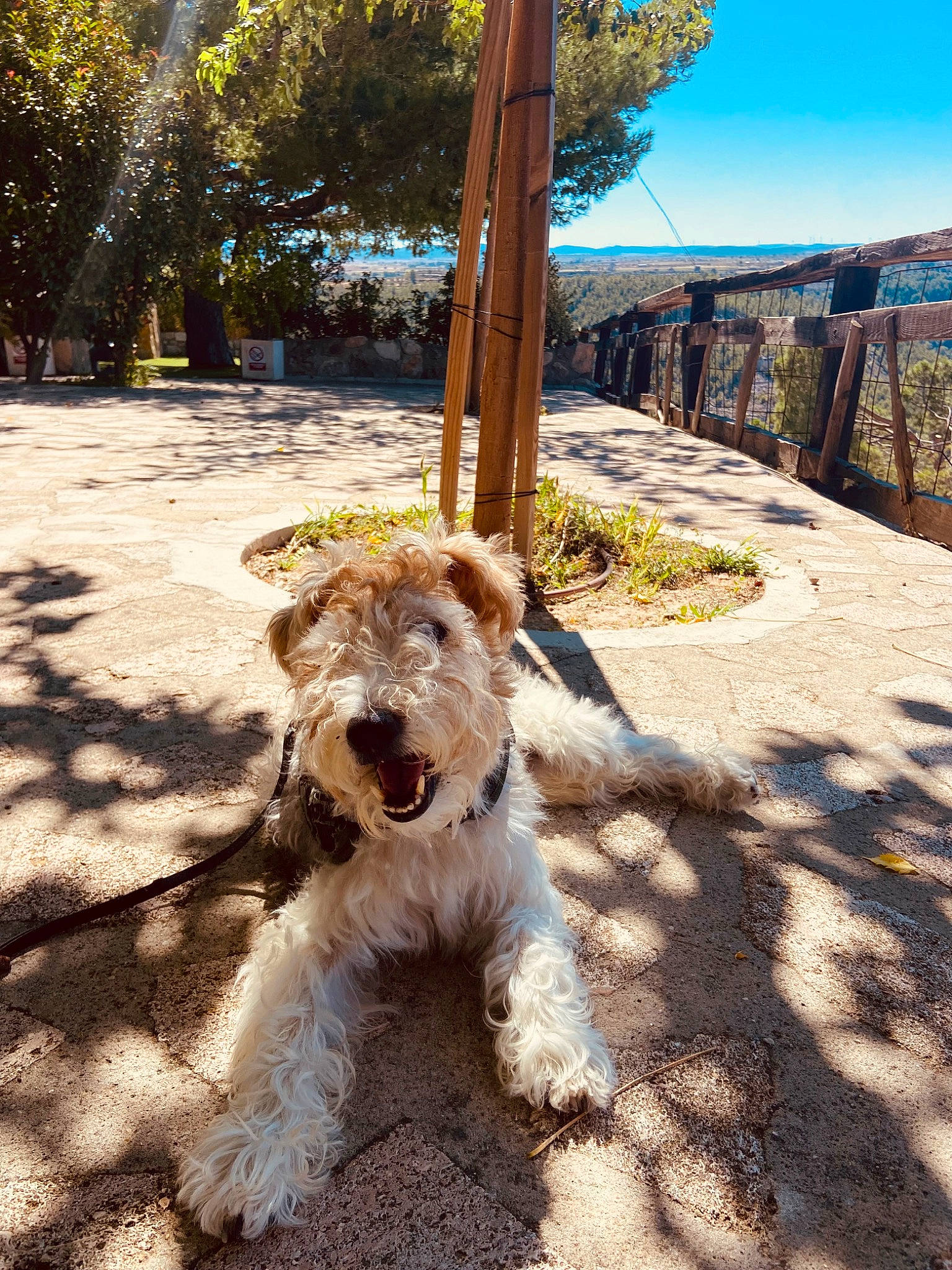 Titou participe au concours pour gagner de l'argent avec cette photo : carnivore, collar, companion_dog, dog, dog_breed, fawn, fur, landscape, leash, plant, sky, small_terrier, snout, sporting_group, terrier, tree, welsh_terrier, wood, working_animal, working_terrier