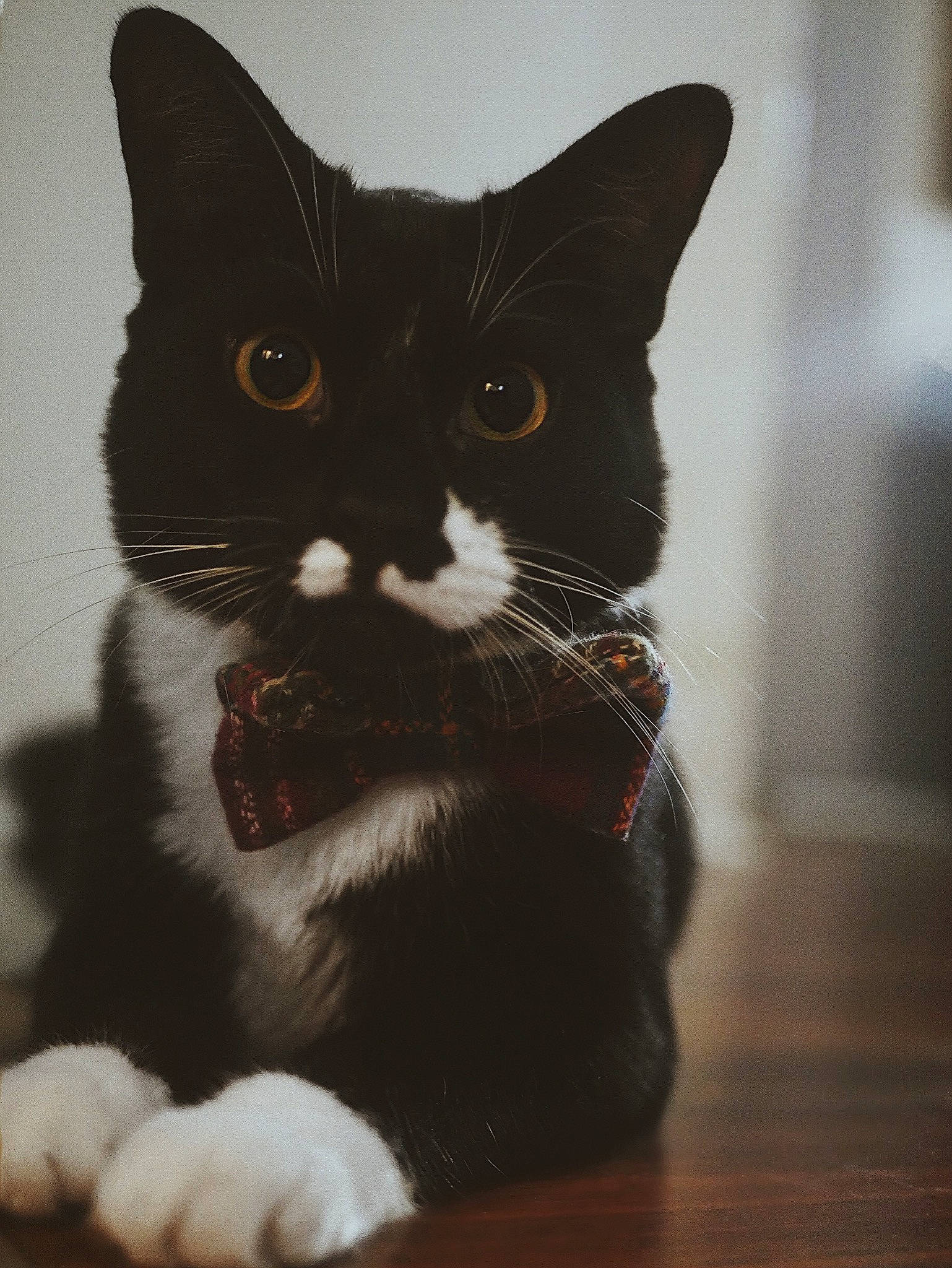 Jackson joined the competition — help win amazing prizes! black, black_and_white, carnivore, cat, felidae, floor, flooring, fur, hardwood, laminate_flooring, monochrome_photography, small_to_medium_sized_cats, snout, terrestrial_animal, varnish, vertebrate, whiskers, wood, wood_flooring, wood_stain