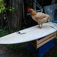 Mitzou a rejoint le concours — aidez-le/la à gagner de superbes lots ! beak, bird, chicken, fowl, furniture, galliformes, livestock, phasianidae, poultry, rooster, table, wing, wood
