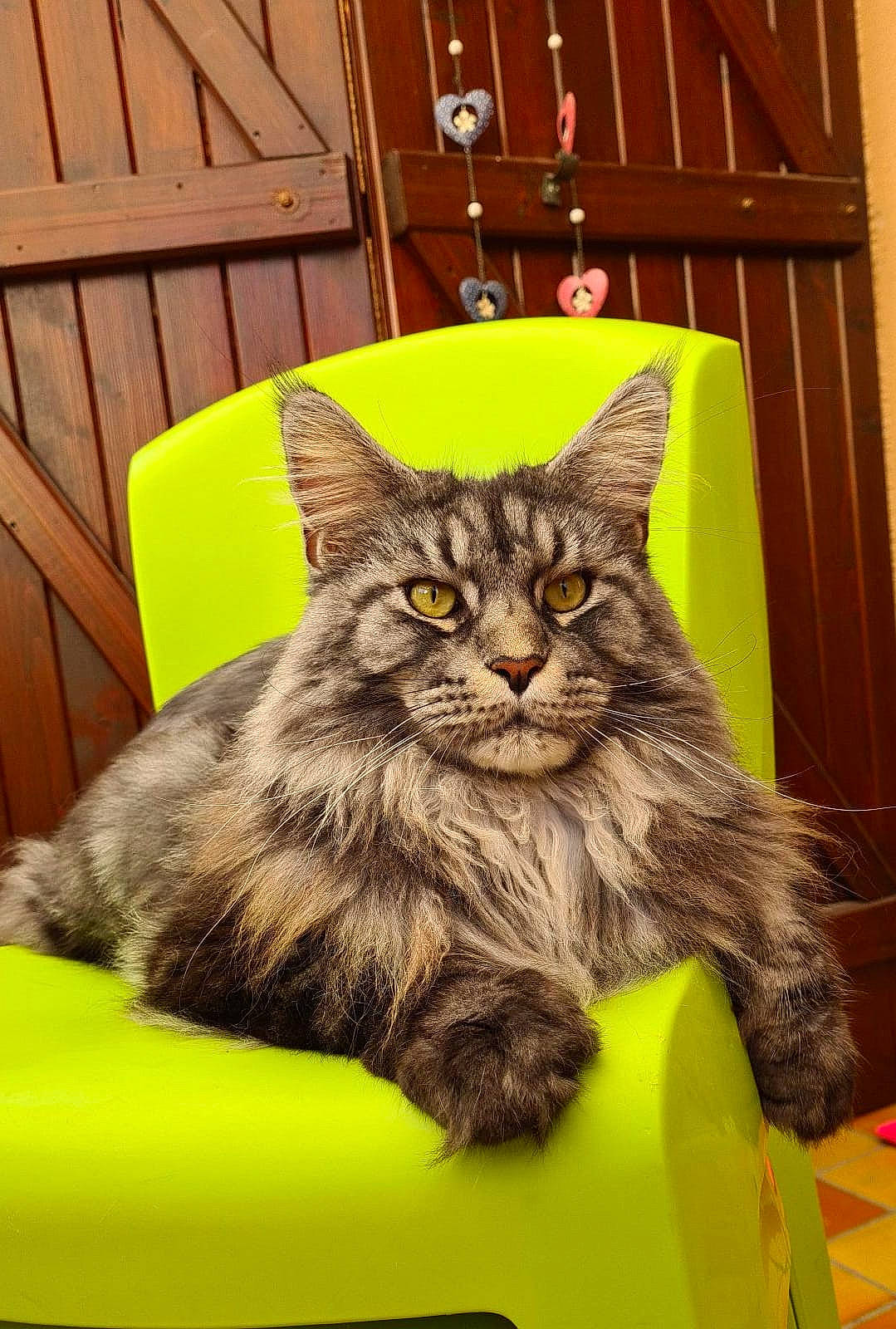 Nao Et Sa Maman Mely participe au concours pour gagner de l'argent avec cette photo : black_cat, box, carnivore, cat, domestic_short_haired_cat, felidae, fur, hardwood, maine_coon, paw, plant, puzzle, sitting, small_to_medium_sized_cats, snout, tail, terrestrial_animal, whiskers, wood, yellow