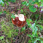 Nao Et Sa Maman Mely participe au concours pour gagner de l'argent avec cette photo : agaricaceae, annual_plant, apple, botany, carmine, edible_mushroom, flowering_plant, fruit, fungus, grass, groundcover, herb, herbaceous_plant, leaf, medicinal_mushroom, natural_landscape, plant, shrub, soil, terrestrial_plant