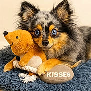 Kyotto is registered to the contest to win money with this photo: dog, pomeranian, blue_eyes, fluffy_fur, cute, stuffed_animal, plush_toy, rope_toy, cushion, kisses_text, paws, nose, close_up, portrait, indoor, bedroom, soft_texture, looking_at_camera, toy, playful
