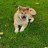 Bella a rejoint le concours — aidez-le/la à gagner de superbes lots ! animal, canine, daylight, dog, friendly, fur, grass, green, happy, leaf, mammal, nature, outdoor, park, pet, playful, relaxed, resting, summer, tongue_out