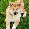 Bella participe au concours pour gagner de l'argent avec cette photo : animal, canine, cute, daylight, dog, ears, fur, grass, lawn, leaf, mammal, nature, outdoor, paw, pet, playful, portrait, relaxed, resting, shiba_inu