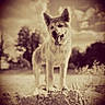 Bella a rejoint le concours — aidez-le/la à gagner de superbes lots ! dog, animal, outdoor, sepia, rock, nature, trees, sky, tongue_out, pet, canine, standing, happy, ears_up, vintage, blurred_background, grass, sunlight, muzzle, portrait