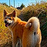 dog, animal, outdoor, nature, grass, path, sky, sunlight, pet, happy, fur, tail, walking, portrait, brown, field, summer, canine, daylight, smiling