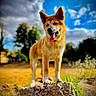 dog, outdoor, rock, grass, blue_sky, clouds, sunny, canine, nature, animal, tongue_out, ears_up, standing, pet, daytime, field, tree, happy, mammal, fur
