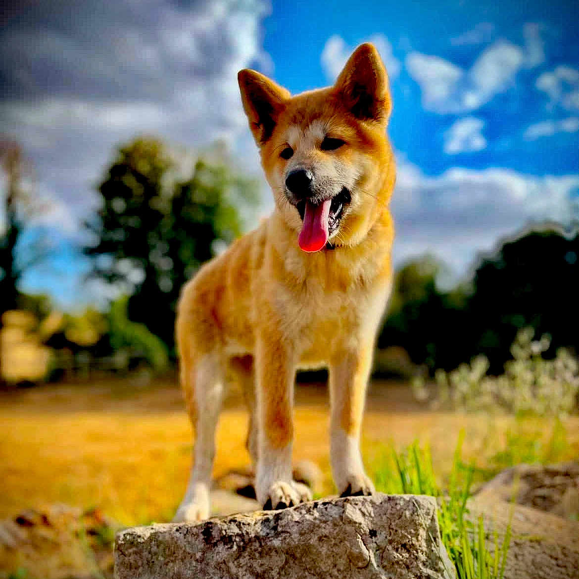 Bella participe au concours pour gagner de l'argent avec cette photo : dog, outdoor, rock, grass, blue_sky, clouds, sunny, canine, nature, animal, tongue_out, ears_up, standing, pet, daytime, field, tree, happy, mammal, fur