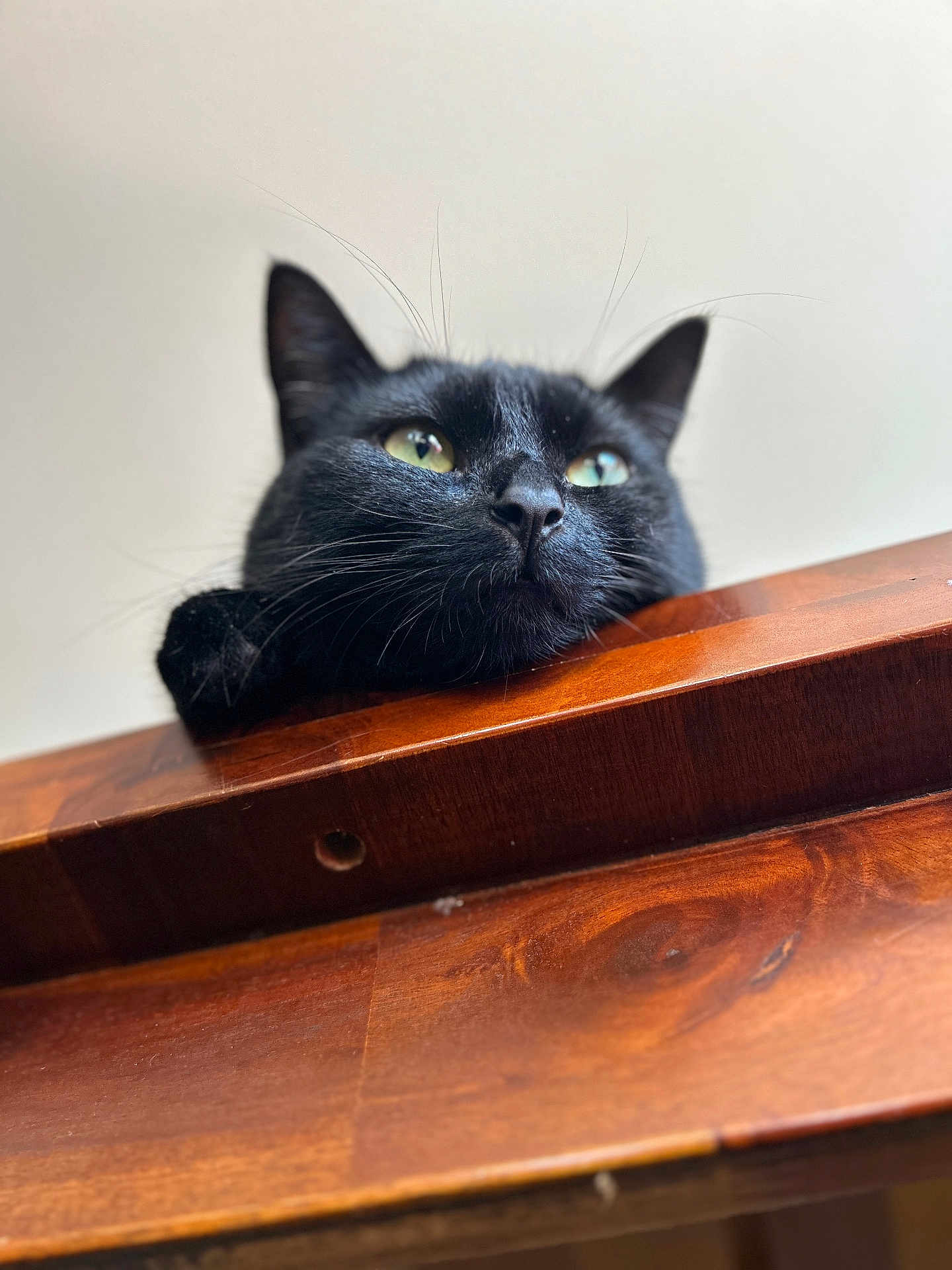 Mya a rejoint le concours — aidez-le/la à gagner de superbes lots ! cat, black_cat, pet, animal, wood, furniture, indoor, close_up, whiskers, ears, face, eyes, relaxed, resting, cute, domestic_animal, portrait, looking_up, fur, sleepy