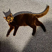Mya participe au concours pour gagner de l'argent avec cette photo : cat, black_cat, yellow_eyes, shadow, carpet, indoor, pet, animal, fur, whiskers, tail, relaxing, lying_down, cute, domestic_cat, mammal, playful, alert, sunlight, shadow_play