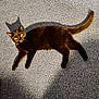 cat, black_cat, yellow_eyes, shadow, carpet, indoor, pet, animal, fur, whiskers, tail, relaxing, lying_down, cute, domestic_cat, mammal, playful, alert, sunlight, shadow_play