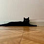 Mya participe au concours pour gagner de l'argent avec cette photo : black_cat, cat, yellow_eyes, floor, wooden_floor, wall, textured_wall, indoor, pet, animal, staring, laying_down, relaxed, feline, domestic_cat, long_body, ears, whiskers, paws, quiet