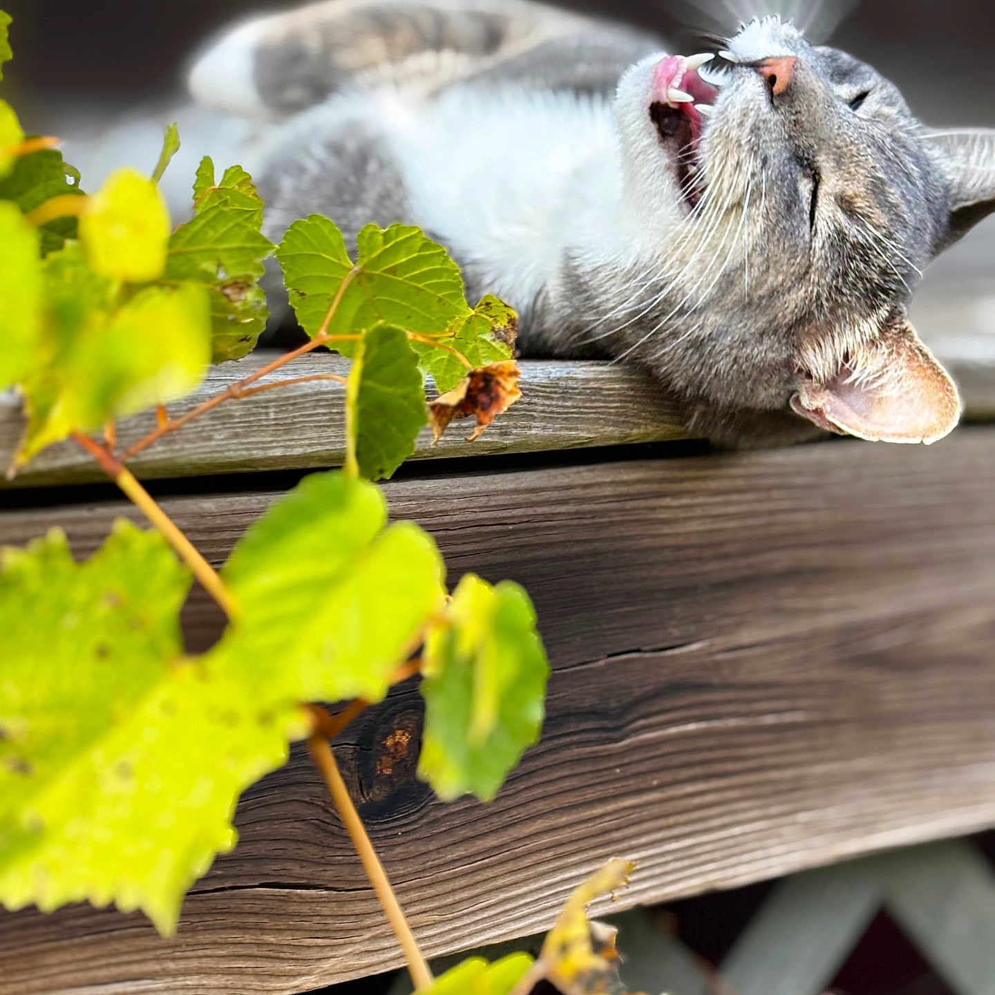 Mr. Grey is registered to the contest to win money with this photo: animal, cat, closeup, daylight, feline, fur, gray_tabby, greenery, leaves, mouth_open, nature, outdoor, pet, plant, relaxing, resting, sleepy, tongue, whiskers, wooden_surface