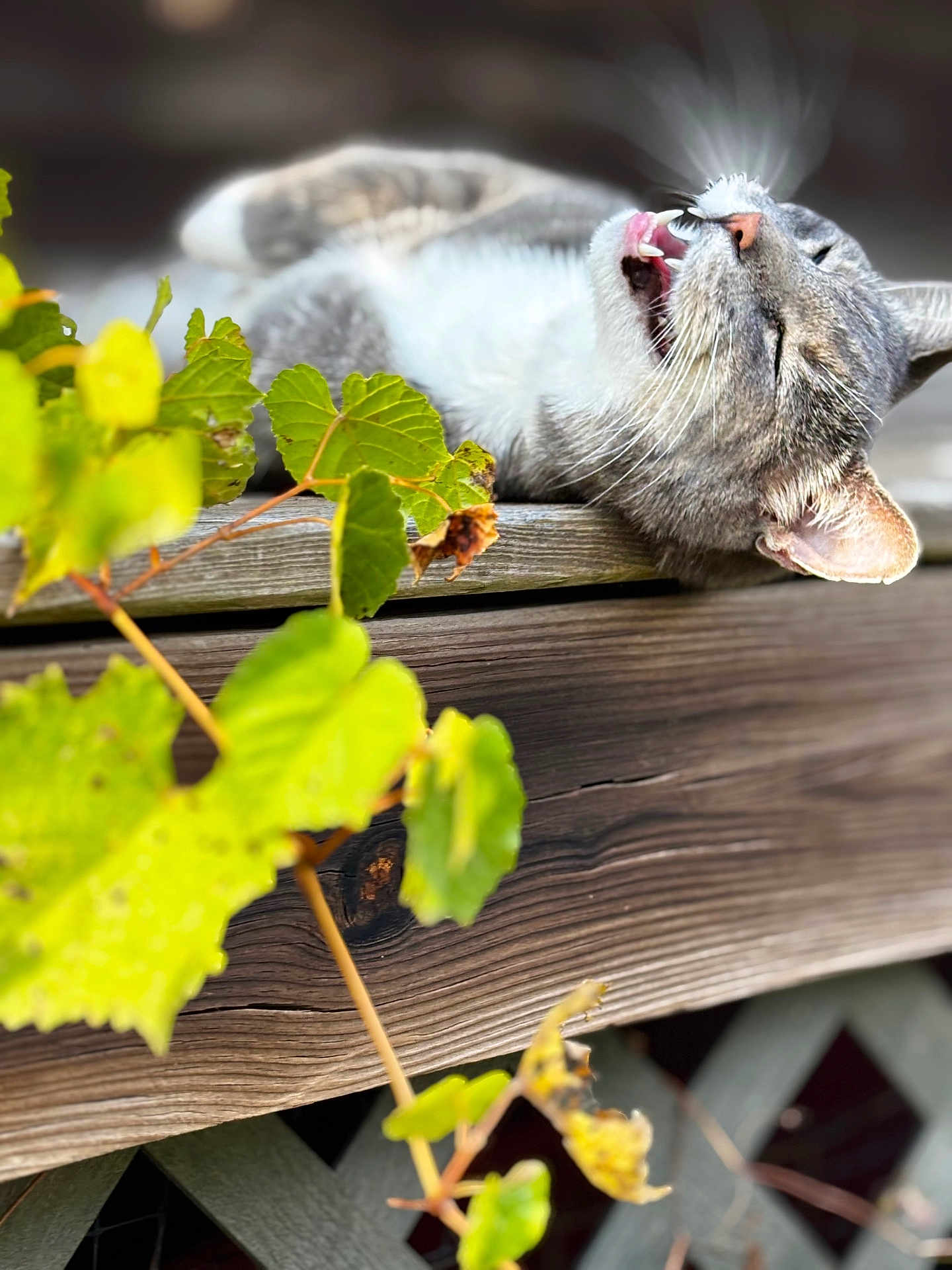Mr. Grey is registered to the contest to win money with this photo: animal, cat, closeup, daylight, feline, fur, gray_tabby, greenery, leaves, mouth_open, nature, outdoor, pet, plant, relaxing, resting, sleepy, tongue, whiskers, wooden_surface